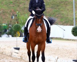 dressage horse Lassida 2 (Rhinelander, 2006, from Lissabon 29)