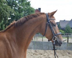 horse Fleur (Westphalian, 2015, from First Selection)