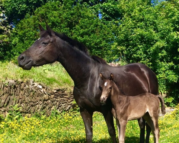 horse Contessa (Trakehner, 2008, from Finckenstein TSF)