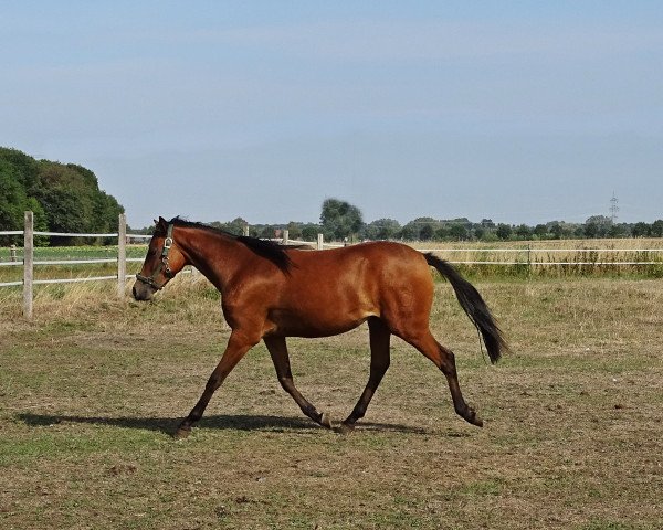 horse Stute von Cosmopolitan D / Donnerwetter (German Riding Pony, 2017, from Cosmopolitan NRW)