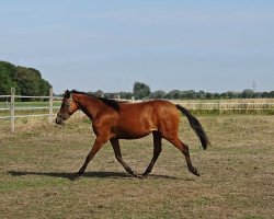 horse Stute von Cosmopolitan D / Donnerwetter (German Riding Pony, 2017, from Cosmopolitan NRW)