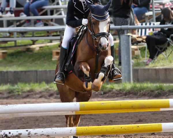 Dressurpferd Prince 113 (Welsh Pony (Sek.B), 2009, von Eyarth Tomahawk)