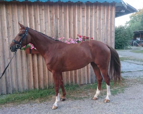 broodmare Rienna (Bavarian, 2013, from Ricardo Star)