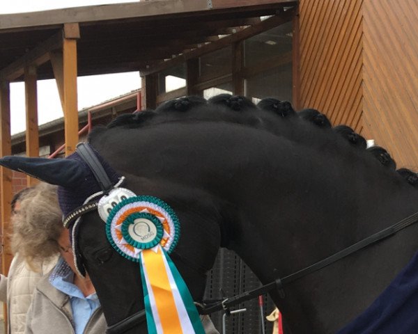 jumper Diva Noir 2 (Hanoverian, 2009, from Don Frederico)