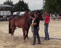 Pferd Hengst von Vitalis / Likoto xx (Westfale, 2018, von Vitalis)