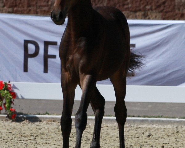 Pferd Galaxy Girl von den Toskanponys (Deutsches Reitpony, 2018, von HET Don´t forget me)