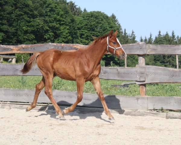 Pferd Domino d'Hiver CB (Schweizer Warmblut, 2017, von Dantes)
