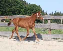 horse Domino d'Hiver CB (Swiss Warmblood, 2017, from Dantes)