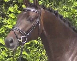 dressage horse Cooper 180 (Hanoverian, 2011, from Christ)