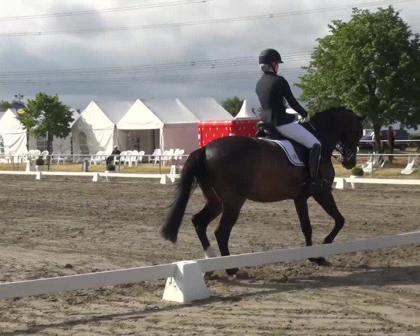 Reitturnier Heinsberg 2017