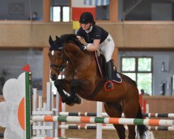 jumper Gatsby 161 (Rhinelander, 2007, from Graf Sandro)