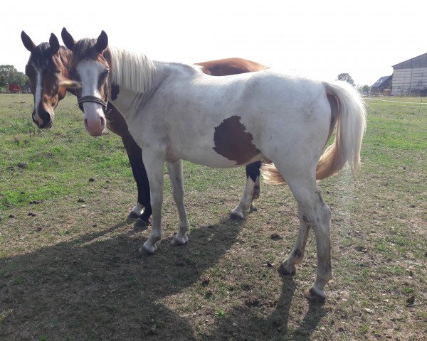 jumper Kamerun`s Geovanni (German Riding Pony, 2015, from Gladstone)