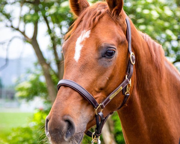 horse Finesse du Soleil (Hanoverian, 2014, from Fuechtels Floriscount OLD)