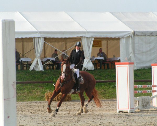 Pferd Gänseblümchen 2 (Westfale, 1990, von Graf Aramis)