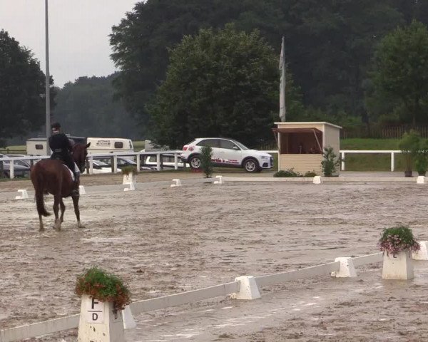 Reitturnier Melle-Ostenfelde 2017