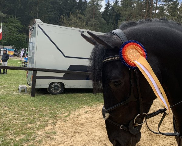 jumper Forrest Gump VM (Zangersheide riding horse, 2015, from For Pleasure)