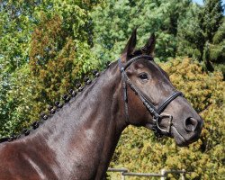 dressage horse El Benito 3 (Rhinelander, 2014, from Enzo Ferrari)