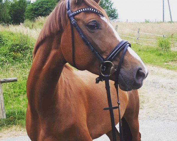 dressage horse Alice im Wunderland 5 (Rhinelander, 2012, from Arpeggio)