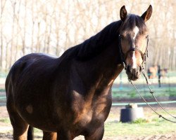 jumper Casallito (Holsteiner, 2013, from Casall Ask)