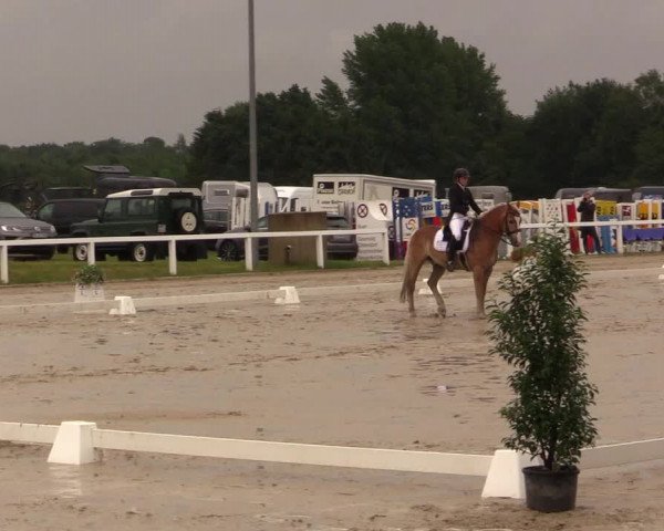 Reitturnier Melle-Ostenfelde 2017