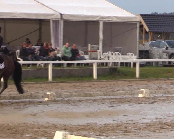 Reitturnier Melle-Ostenfelde 2017