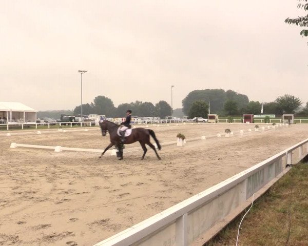 Reitturnier Melle-Ostenfelde 2017