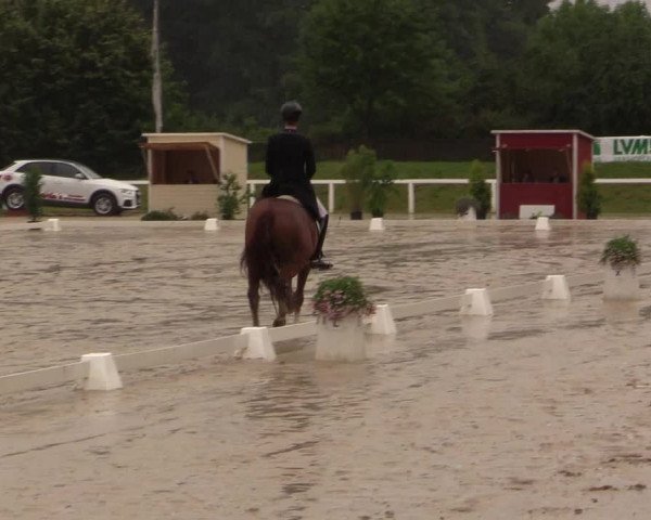 Reitturnier Melle-Ostenfelde 2017