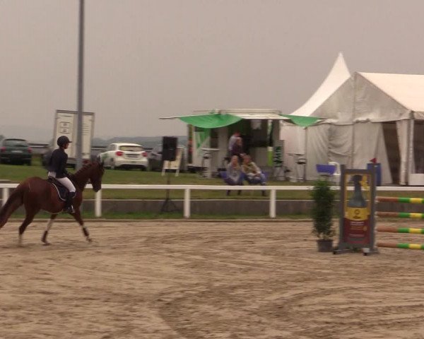 Reitturnier Melle-Ostenfelde 2017