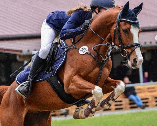 Springpferd Candyman WE (Deutsches Reitpony, 2014, von Choco Cracker)