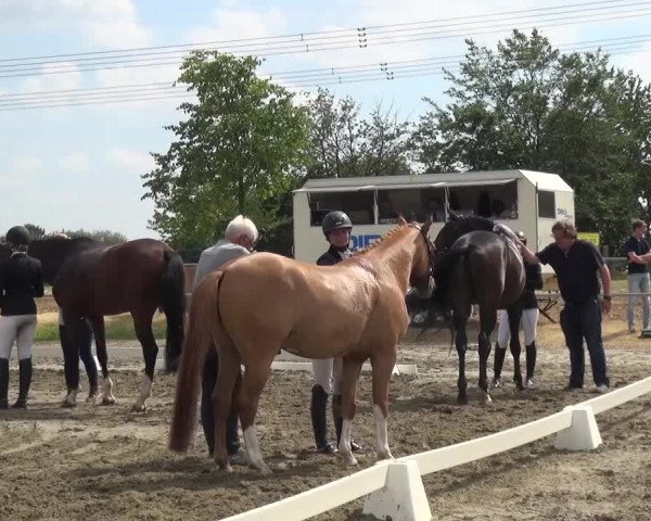 Reitturnier Heinsberg 2017