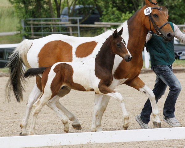 horse Semper Fidelis (Oldenburg, 2011, from Semper)