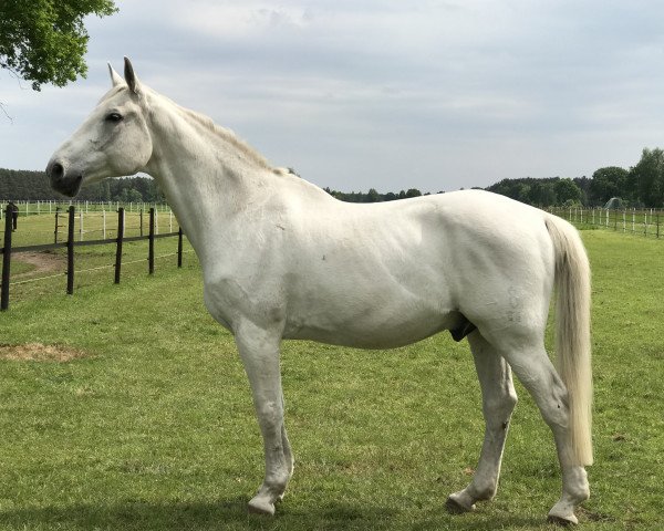 horse Cascadeur (Oldenburg, 1997, from Corradino)