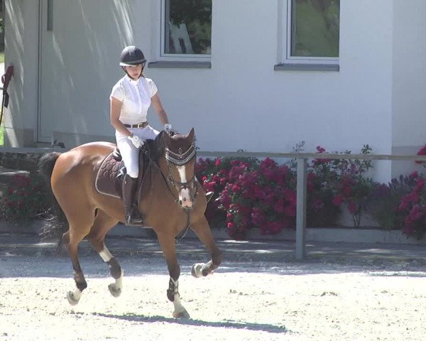 Reitturnier Ingolstadt-Hagau 2017
