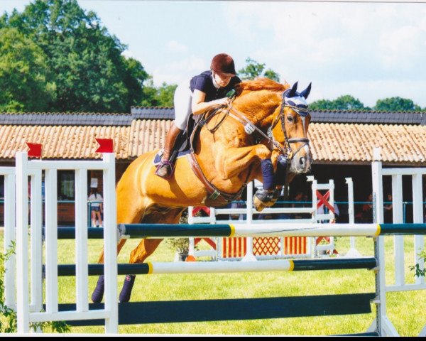 jumper Elano 30 (Hanoverian, 2004, from Escudo I)