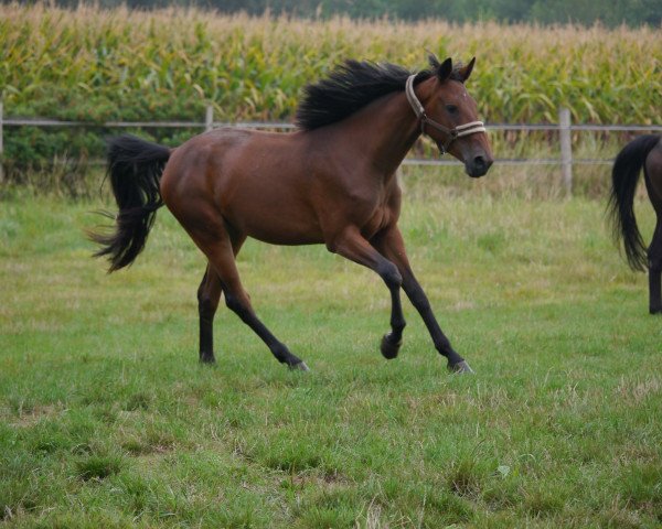broodmare Diba D´oerte (Westphalian, 2016, from Dibadu L)