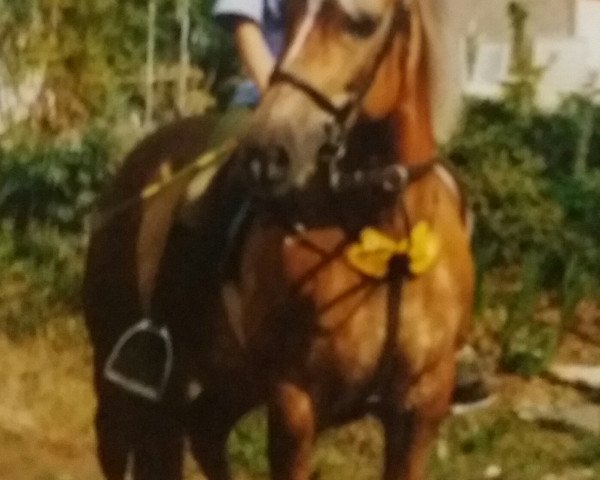 Zuchtstute Winnie (Haflinger, 1986, von Nardus)