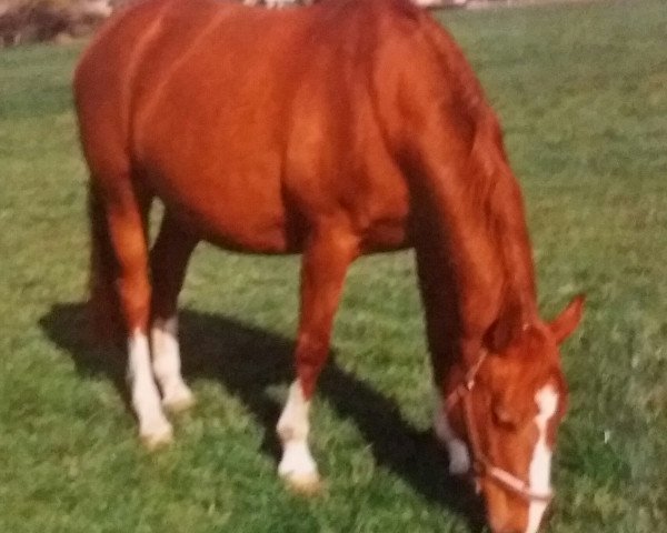broodmare Sarina (Rhinelander, 1984, from Ridder)
