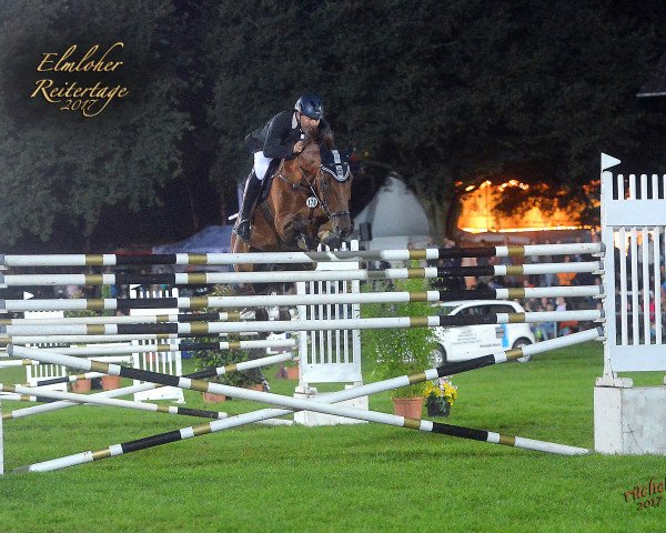 broodmare Calida Z (Zangersheide riding horse, 2007, from Calvaro Z)