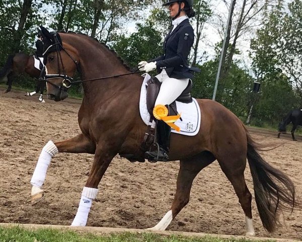 dressage horse Suaheli (Hanoverian, 2013, from Spörcken)