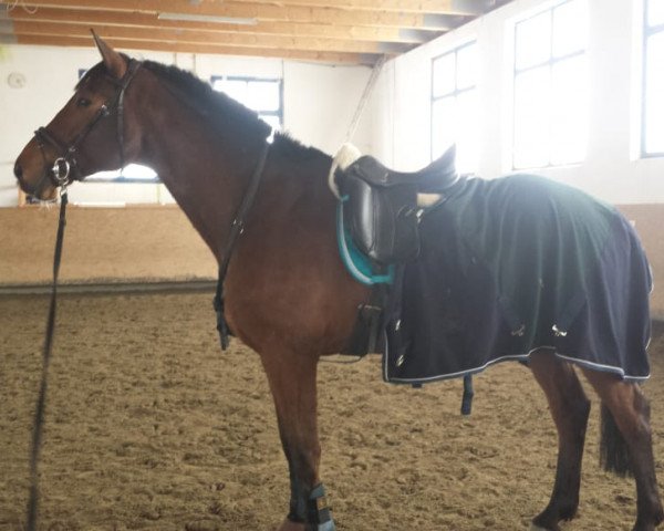 dressage horse Valerio 21 (Westphalian, 2010, from Valentino)