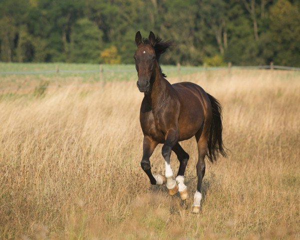dressage horse Delgada 3 (Württemberger, 2005, from Dancing Dynamite)