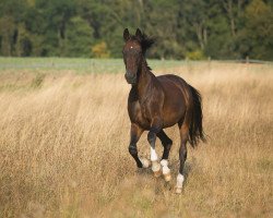 dressage horse Delgada 3 (Württemberger, 2005, from Dancing Dynamite)