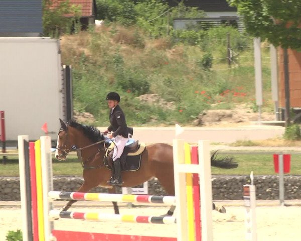 Reitturnier Ingolstadt-Hagau 2017