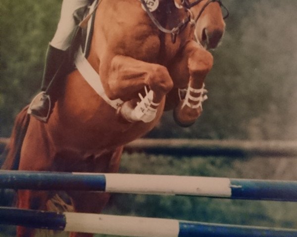 Pferd Gandy 13 (Hannoveraner, 1989, von Ganymed I)