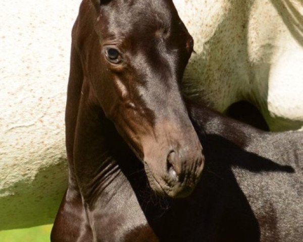 horse Dalerion (Trakehner, 2018, from Easy Game)