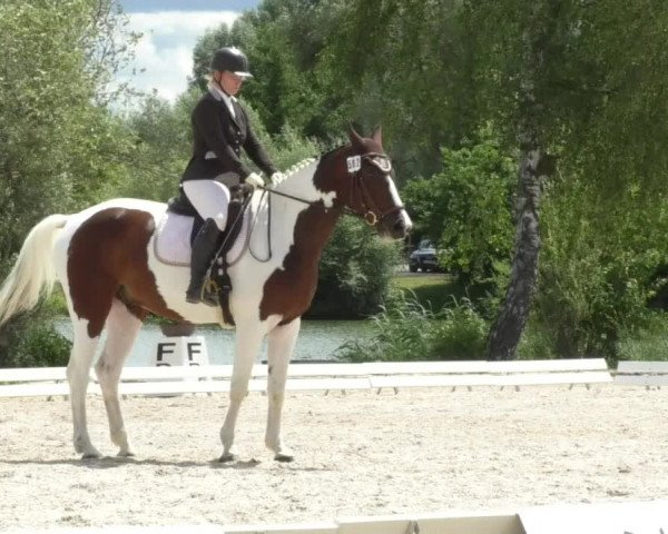 Reitturnier Ingolstadt-Hagau 2017