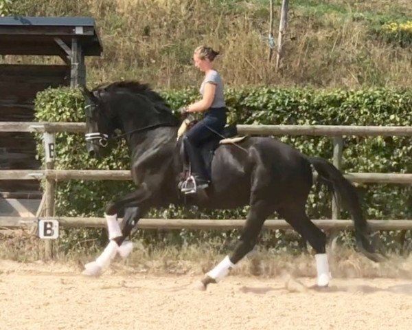 Dressurpferd Dallenio (Trakehner, 2015, von E.H. Millennium)