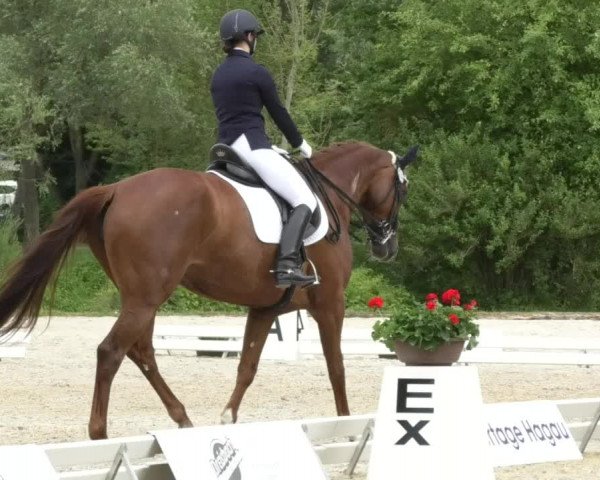 Reitturnier Ingolstadt-Hagau 2017