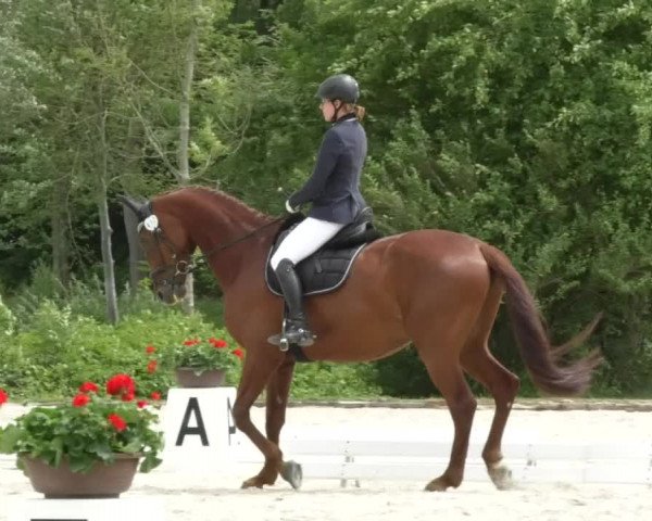 Reitturnier Ingolstadt-Hagau 2017