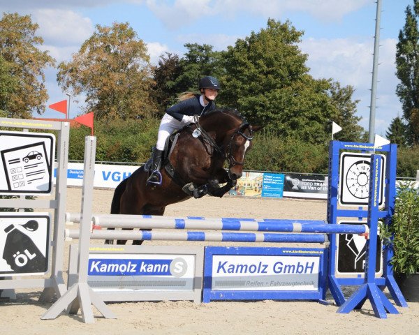 Springpferd Campitello 3 (Deutsches Reitpony, 2008, von De Hofstede's Cormando)